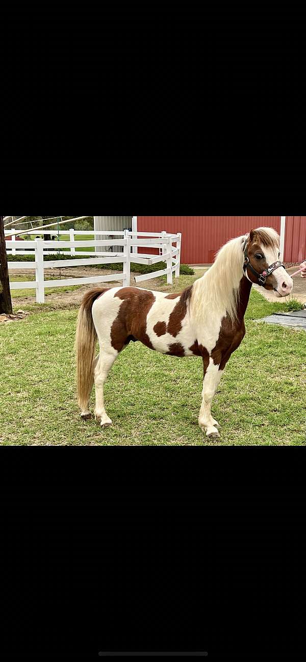 shetland-pony-stallion