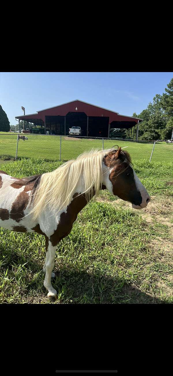 shetland-pony-for-sale