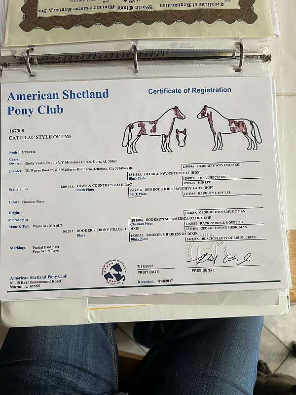 shetland-pony