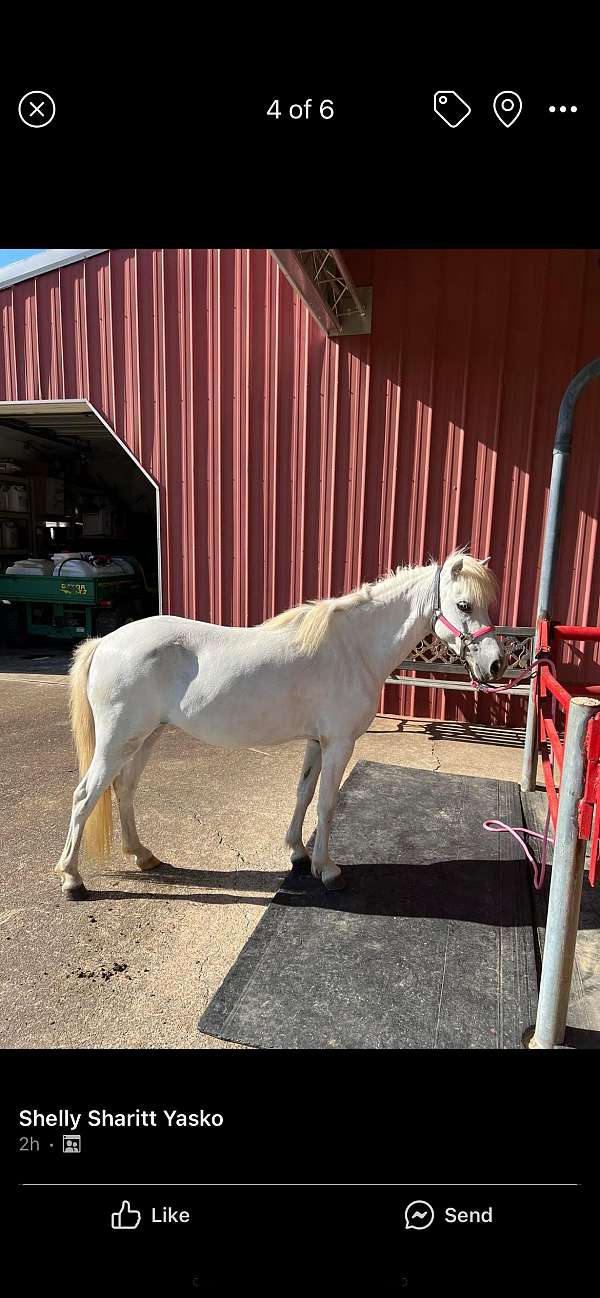 shetland-pony-mare