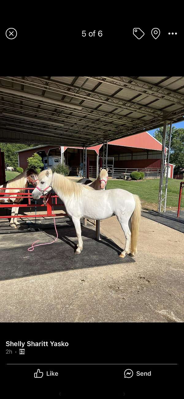 shetland-pony-for-sale