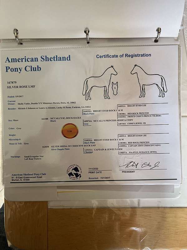 shetland-pony
