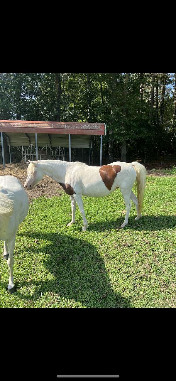 shetland-pony-mare
