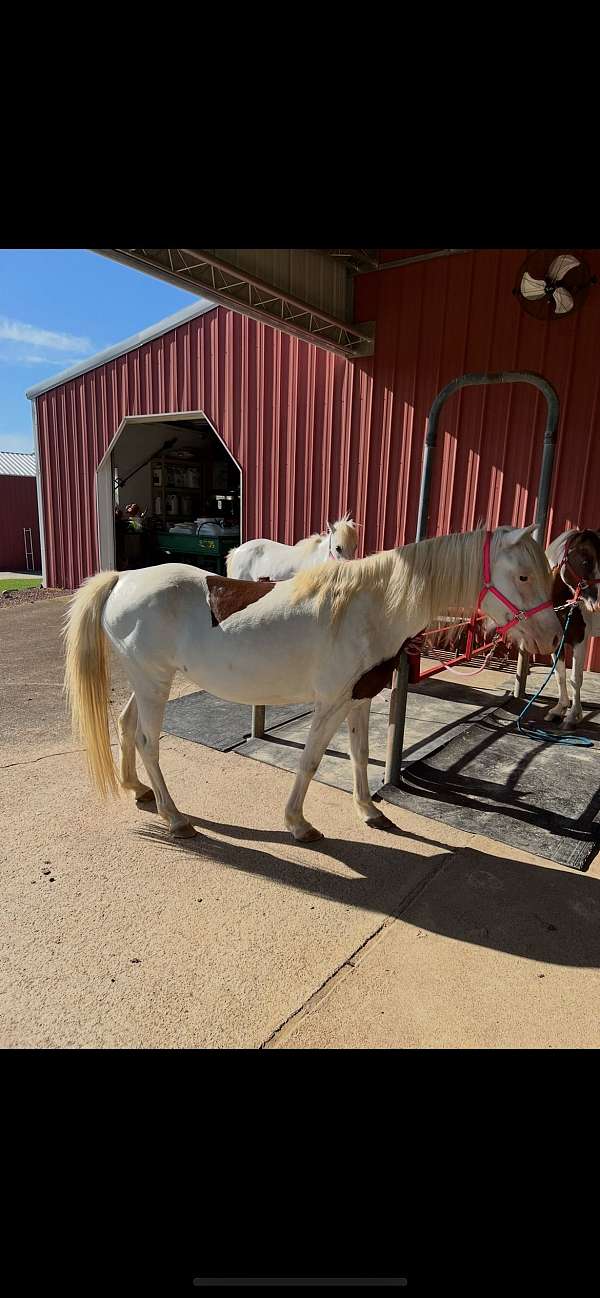 shetland-pony-for-sale