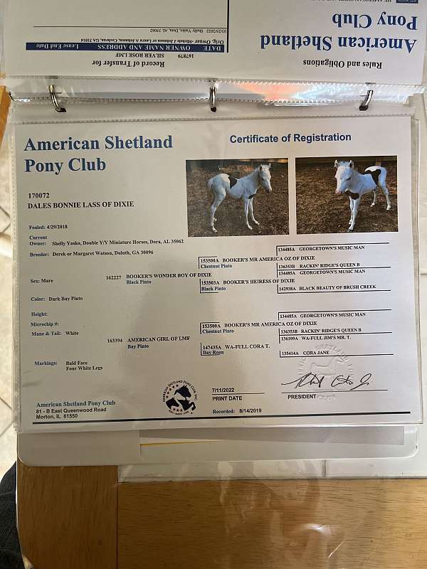 shetland-pony