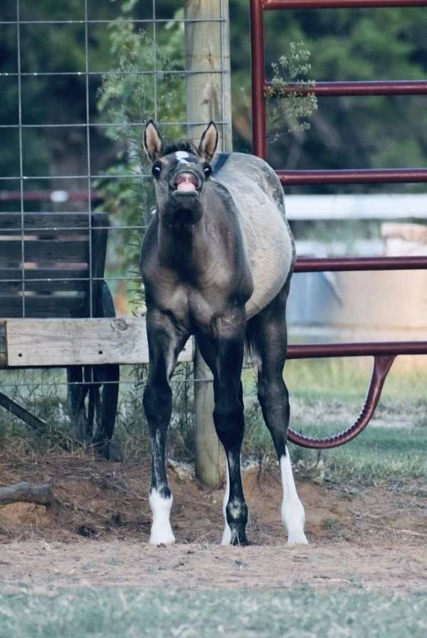 available-weanling