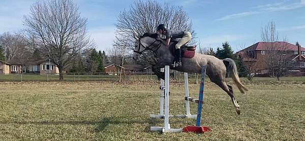 stripe-sock-horse