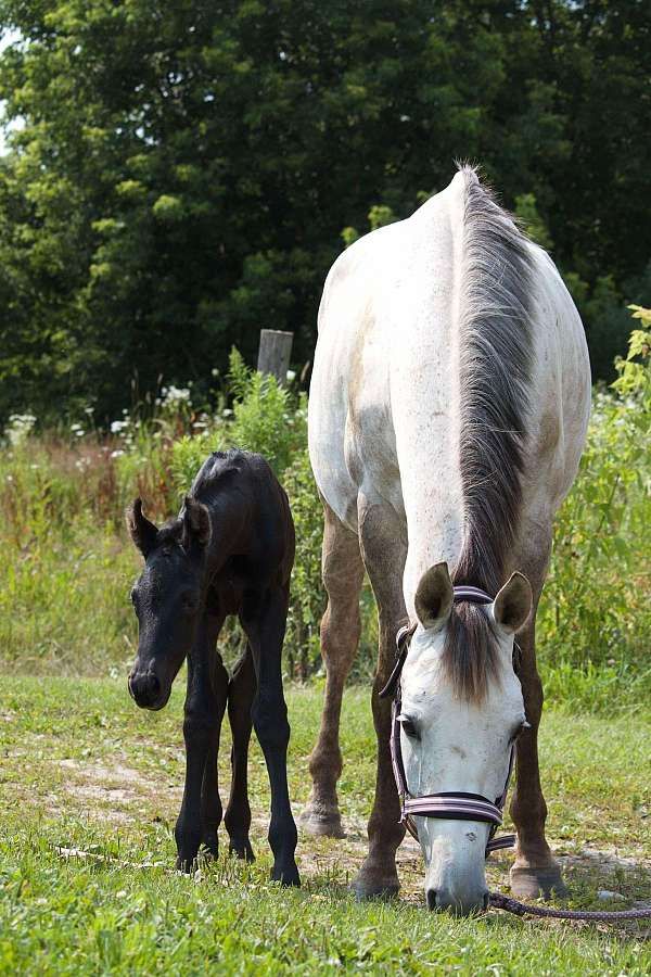 breeding-trakehner-horse