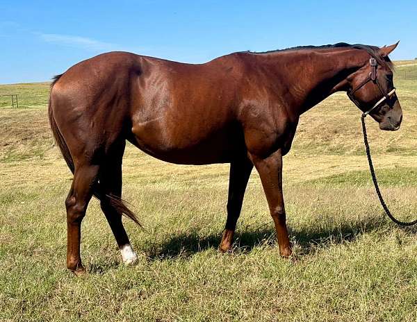 bay-white-blaze-sock-horse