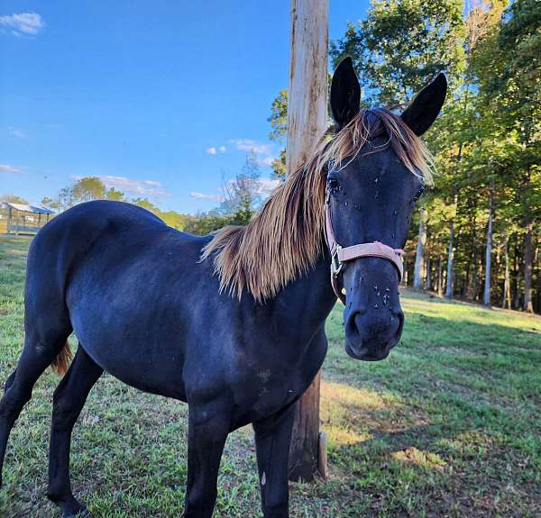tennessee-walking-horse-for-sale