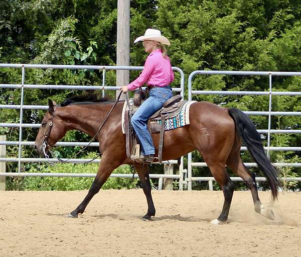 all-around-quarter-horse
