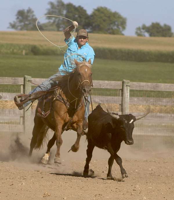 heel-quarter-horse