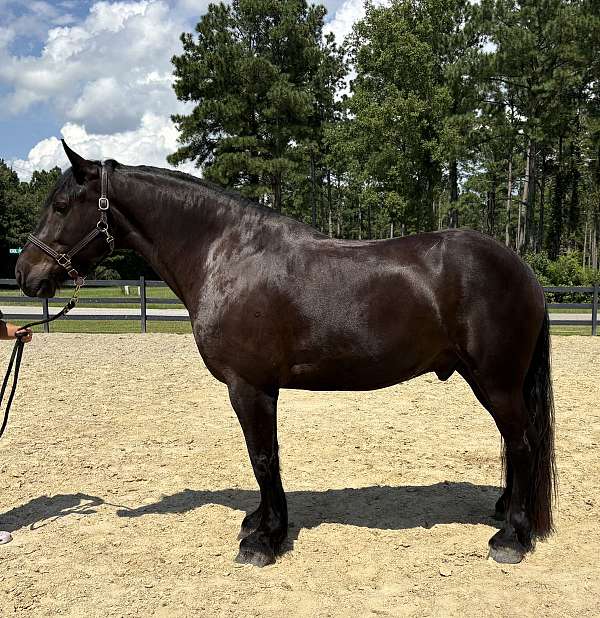 black-draft-gelding