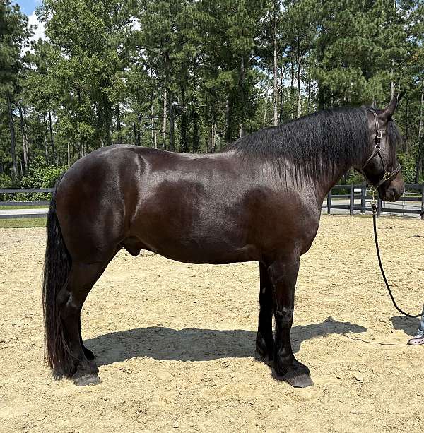 black-gelding-for-sale
