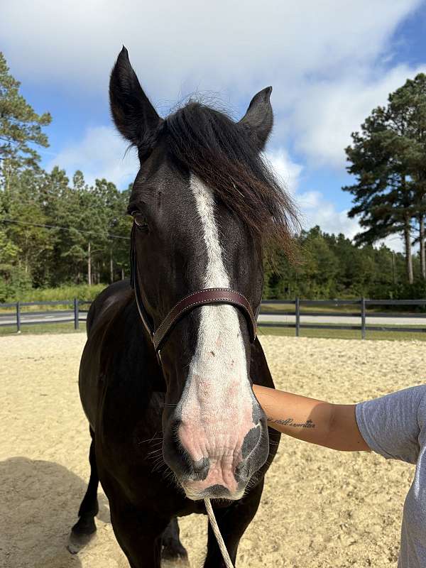 16-hand-percheron-mare