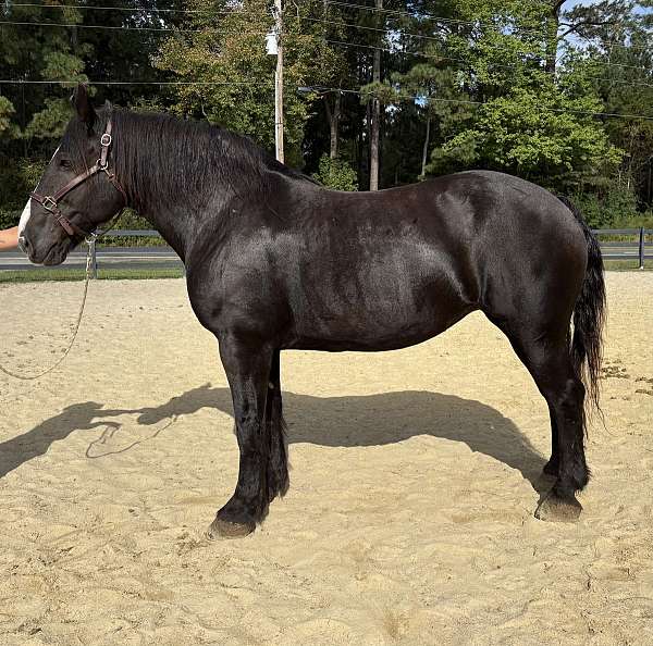 black-mare-for-sale