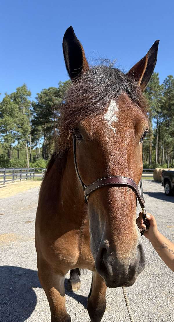 bay-belgian-percheron-for-sale