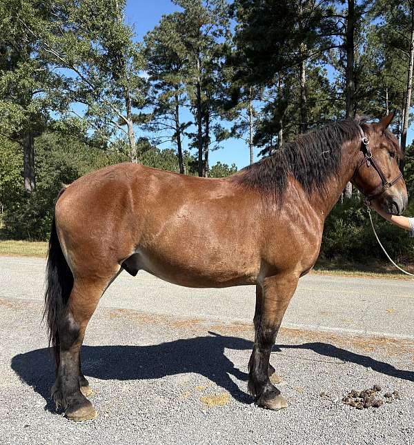 harness-belgian-percheron-horse