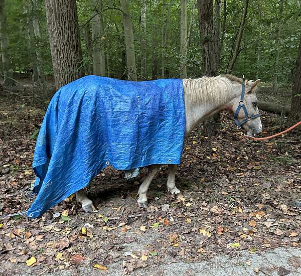 ghost-markings-pony
