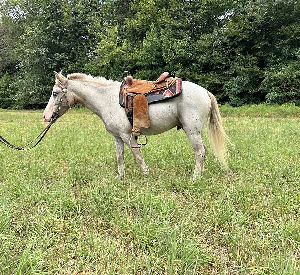 leopard-appy-spotsmodeling-pony