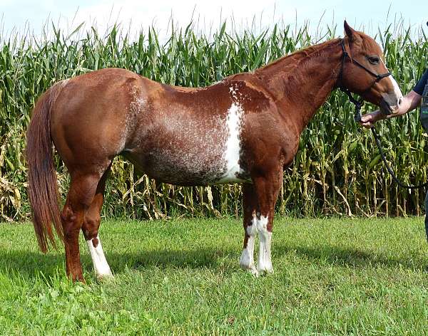 sorrel-overo-quarter-horse-broodmare