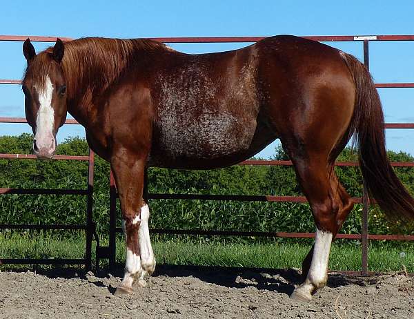 back-broodmare