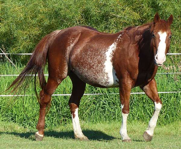 bred-back-broodmare