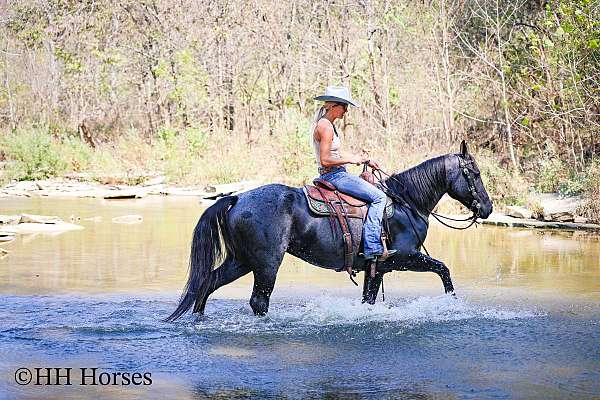 athletic-quarter-horse