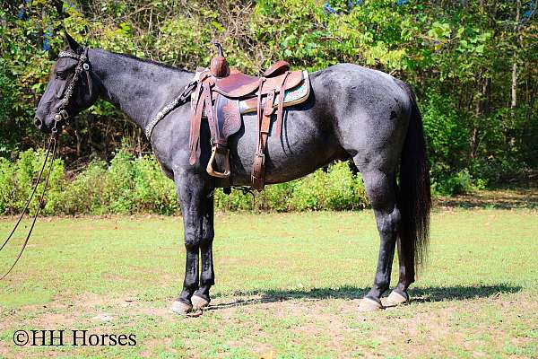 endurance-quarter-horse