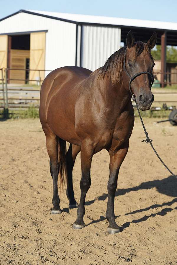 broodmare-quarter-horse
