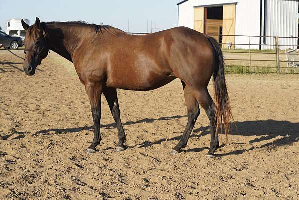 cows-quarter-horse