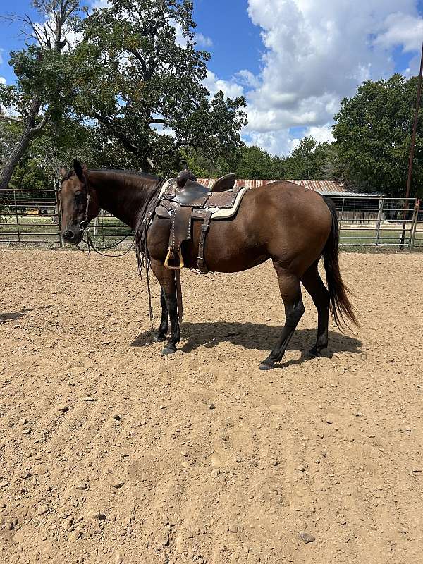 easy-quarter-horse