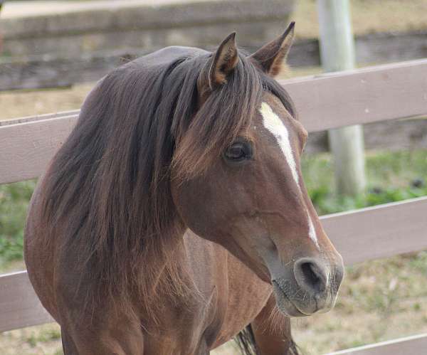paso-fino-gelding-mare