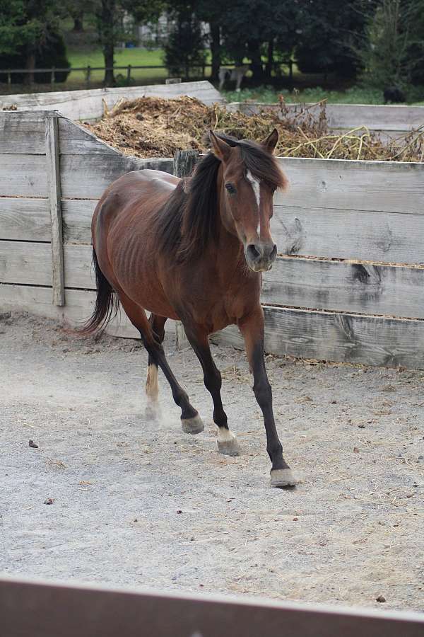 bay-mare-for-sale