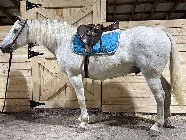 fox-hunting-andalusian-horse