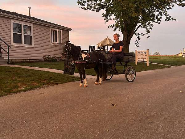 athletic-miniature-horse