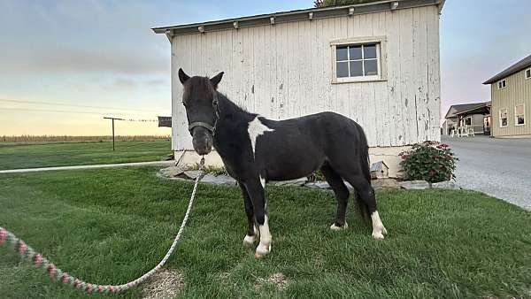 driving-miniature-horse