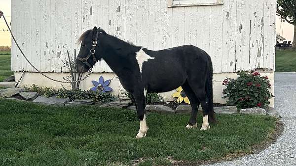 finished-miniature-horse