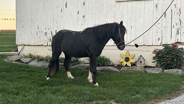 flashy-miniature-horse