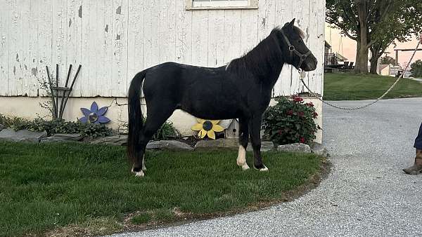 ridden-western-miniature-horse