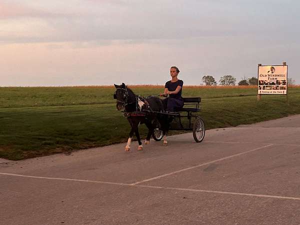 driving-gelding