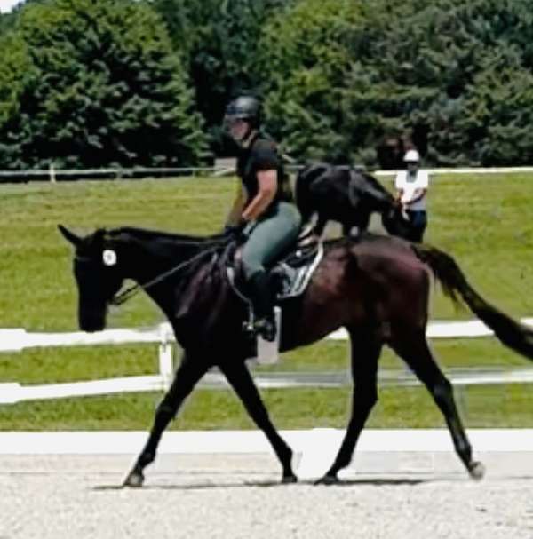 thoroughbred-gelding