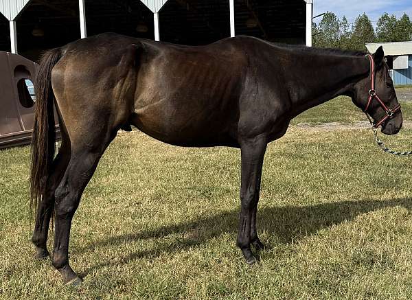 thoroughbred-horse-for-sale