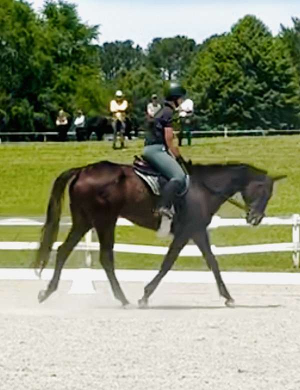 thoroughbred-horse