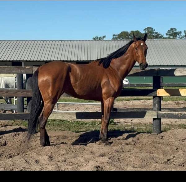 thoroughbred-gelding