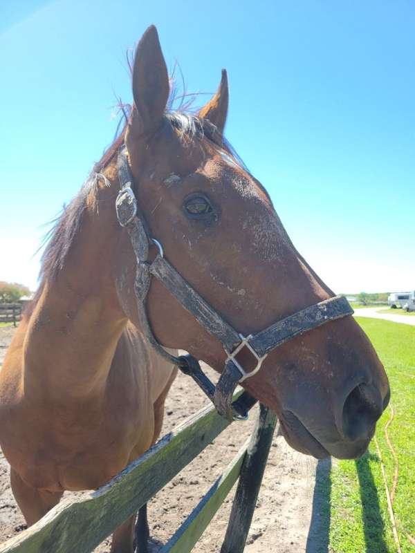 thoroughbred-horse-for-sale