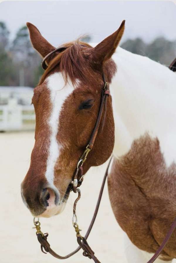 all-around-quarter-horse