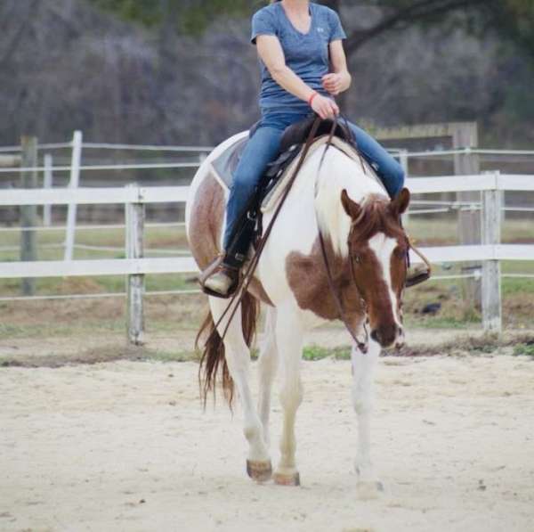 beginner-safe-quarter-horse