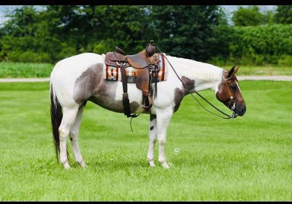 family-horse-quarter