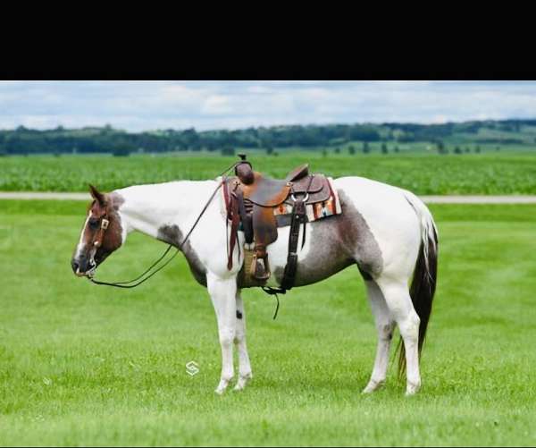 quarter-horse